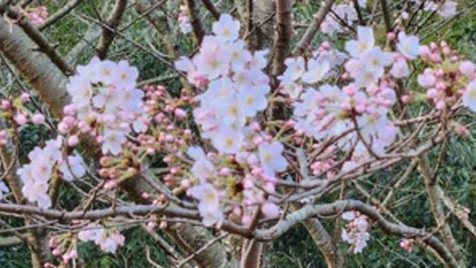 36、御法(みのり) ①