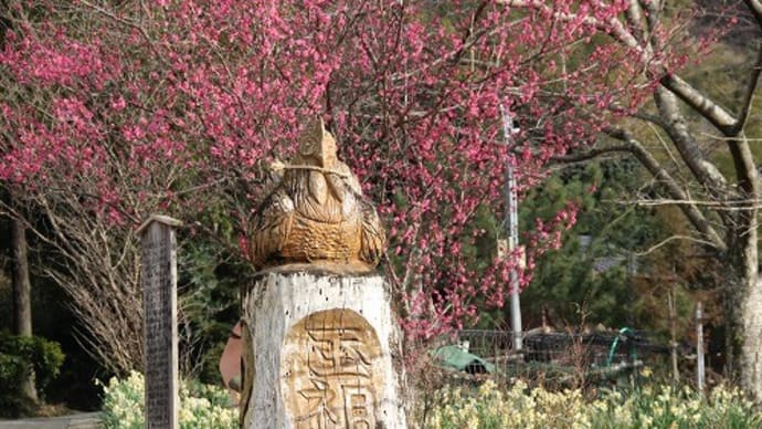 玉祖神社(たまのおやじんじゃ)　水仙と梅