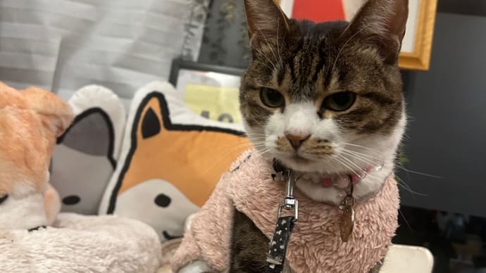 看板猫がいるお店で猫飲み はやちゃんち (2402)