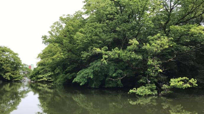 濠のサギと遊ぶ