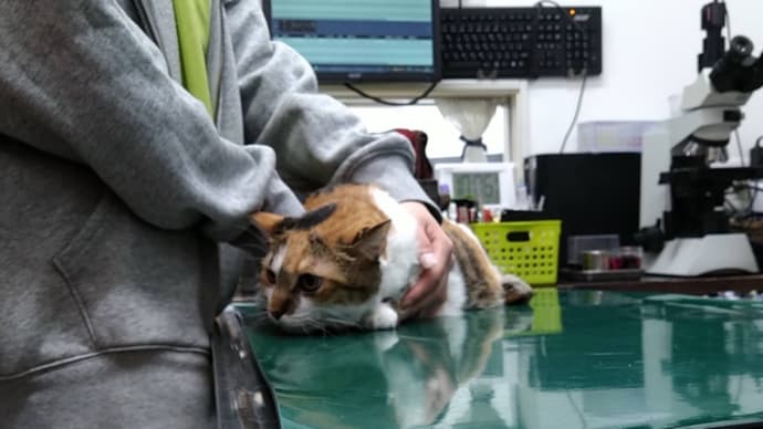 つぶあん、ステロイド投与2日目