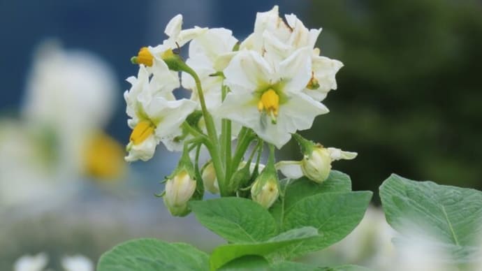 野菜の花　ジャガイモ（オホーツクチップ）の花