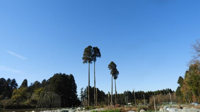 初霜・初氷だったみたいだよ。