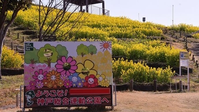 神戸総合運動公園 菜の花 ’23