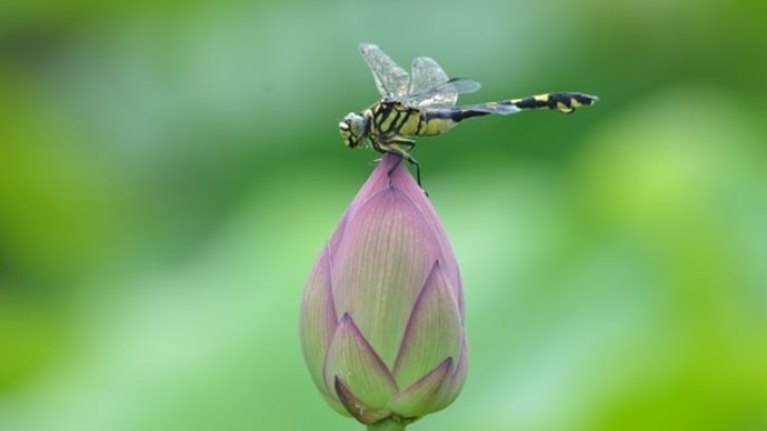 蓮の花とトンボの仲間たちをパチリ!