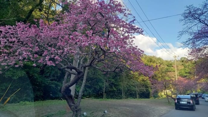 沖縄、桜満開