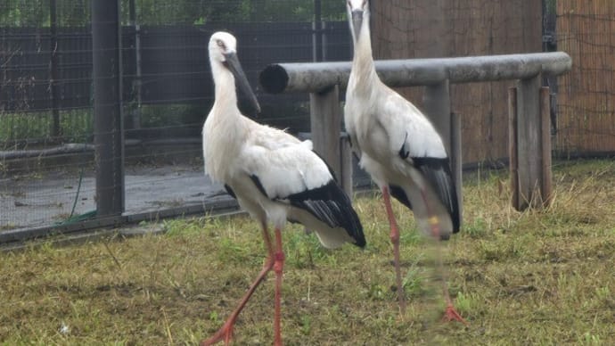 コウノトリの里帰り