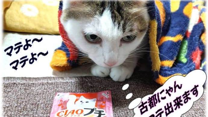 「鳴くよ うぐいす平安京だし」😋山形のだしが有るなら京のだし!いや、俺のだし!・・・簡単めちゃウマ&メダカスイレン