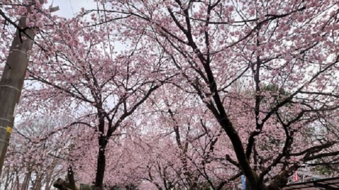 安行桜-密蔵院ら