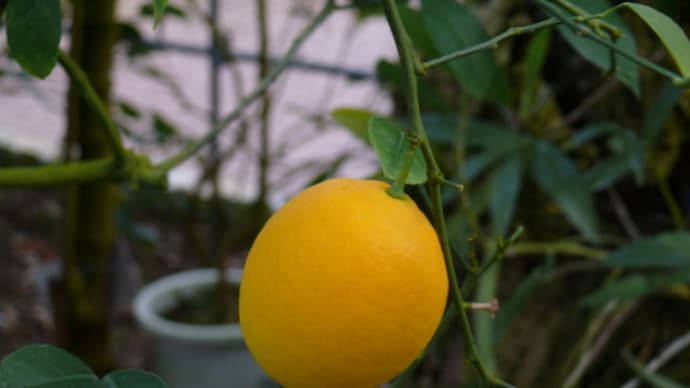 岩手県立花きセンターの　レモン（檸檬）　　2015年２月４日（水）