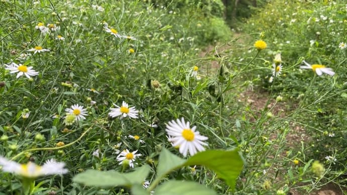 野川公園秋散歩