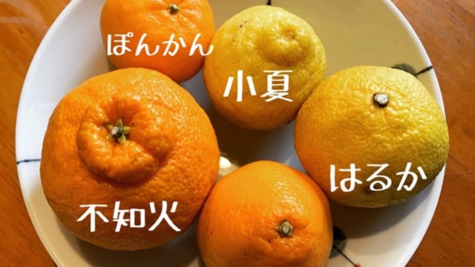 柑橘好き！？