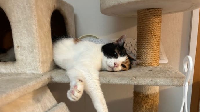 猫のお留守番