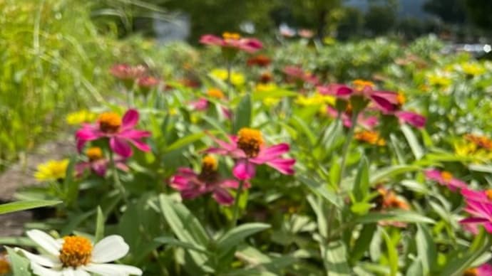 松阪市「松阪農業公園ベルファームの夏の花」見てきました～№2 2022