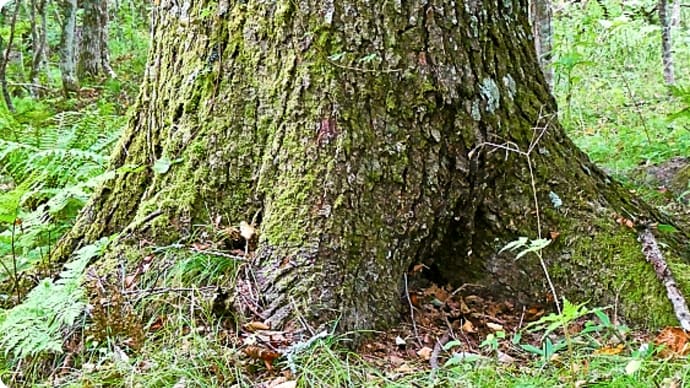 今季初物のオオモミタケは、北海道厚岸町の五郎丸さん林道沿い針葉樹林で見つけました