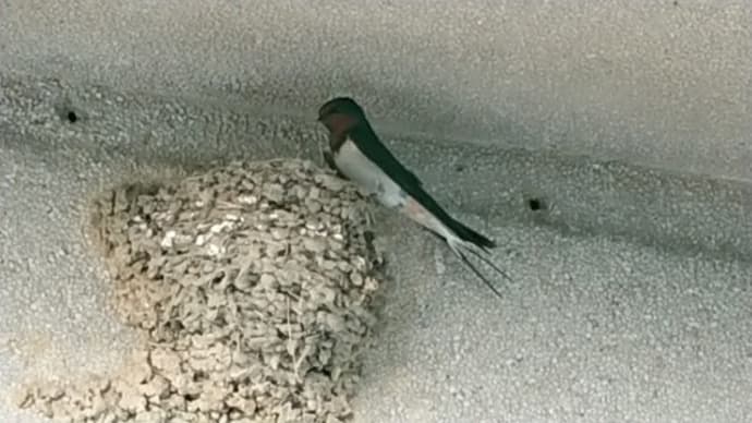 ツバメの巣立ち間近