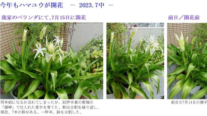 今年もハマユウが開花 -2023.7中-