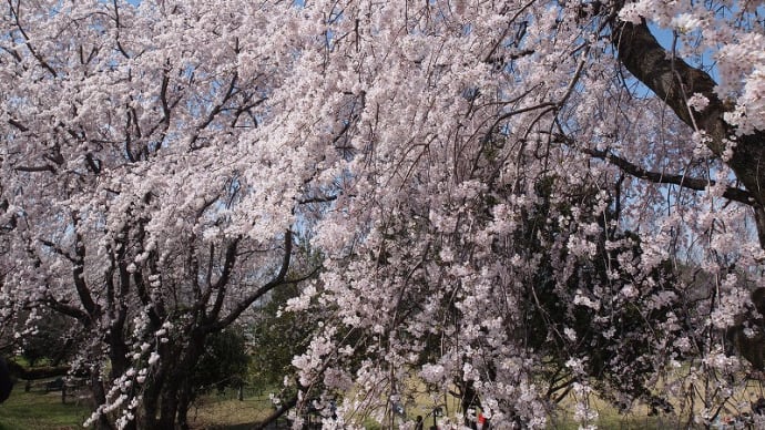 降り注ぐさくら🌸