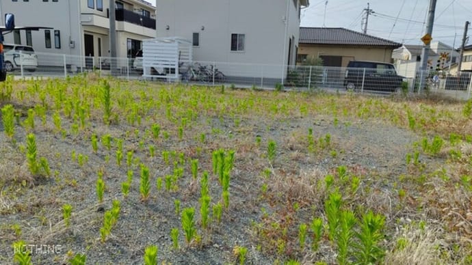 草取り作業