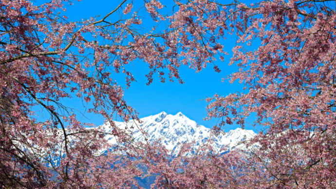 立屋の桜2023-3