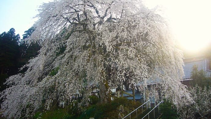 桜ざんまい花見の一日