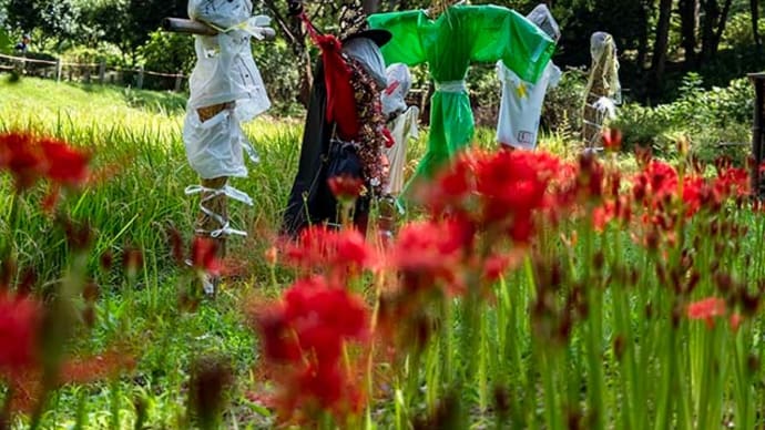 博物館の彼岸花 5