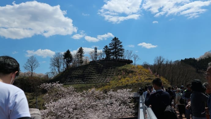 ソメイヨシノ 宮城県柴田郡柴田町(5)しばた千桜橋から船岡城址