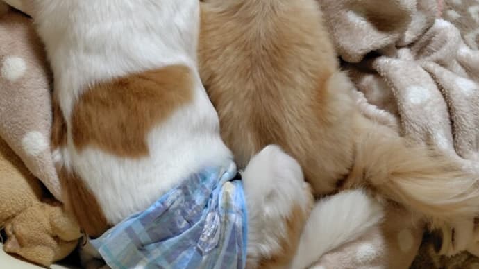 皮膚科に行って来ました
