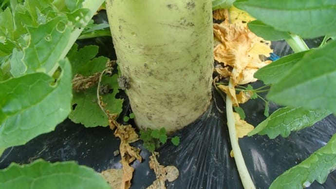 鍋の材料収穫とラグラス・オバタスの植え付け