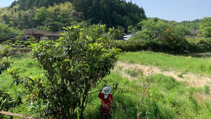 ビワの木の剪定と袋かけ