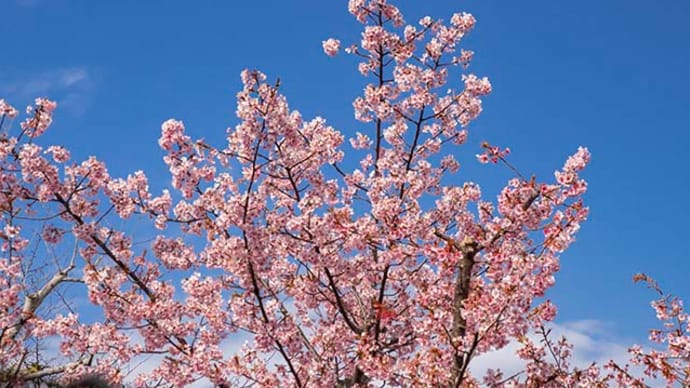 ウォーキングの花　カワズサクラは終わりかけてます