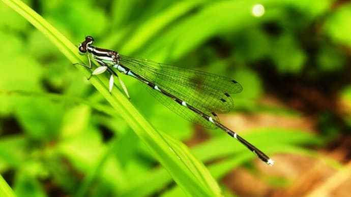 グンバイトンボ Platycnemis foliacea sakakii :改め