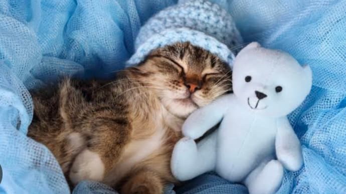 いっこも眠ないけど頑張ってねるねるねるね🐱⭕️‼️