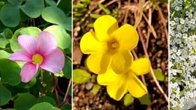 ポリポットのまま直置きしてたユリオプスデージーを冬に備えてやっとこさ地植えしたとです(^^;