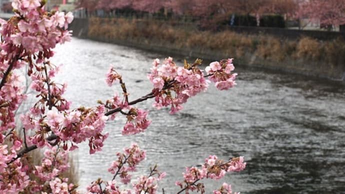 河津桜の思い出・などなど