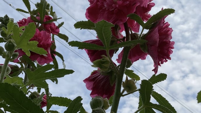 旧暦5月 庭の花 Jun 2024