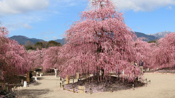 鈴鹿の森庭園 しだれ梅・美しく艶やかに 2