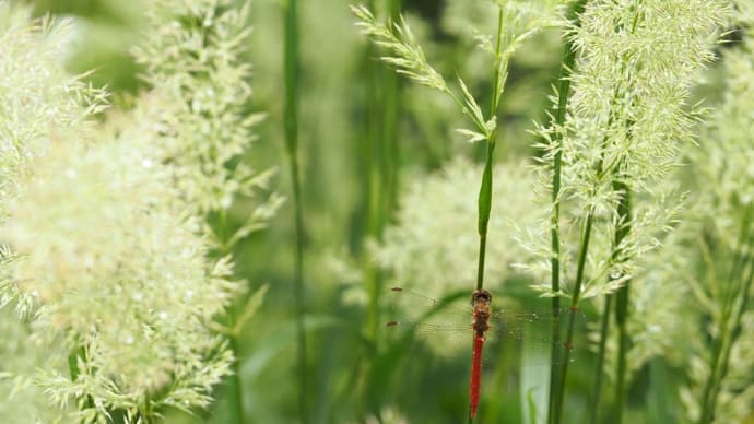 雨が降る中、秋の花々を...四季の里にて(2024.9.23)