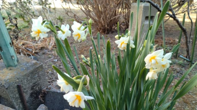 2月2日　我家の庭から今年初の花便り