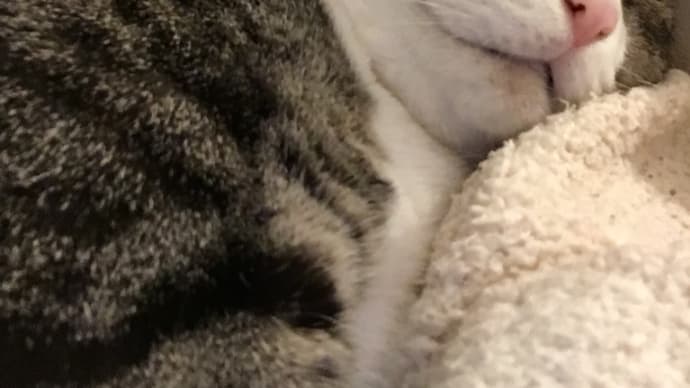 今日のニャンコ😺