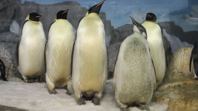 皇帝ペンギン亜成鳥を探せ! その2
