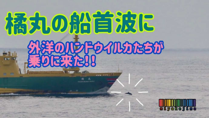 ハンドウイルカにバウライドされる橘丸⛴