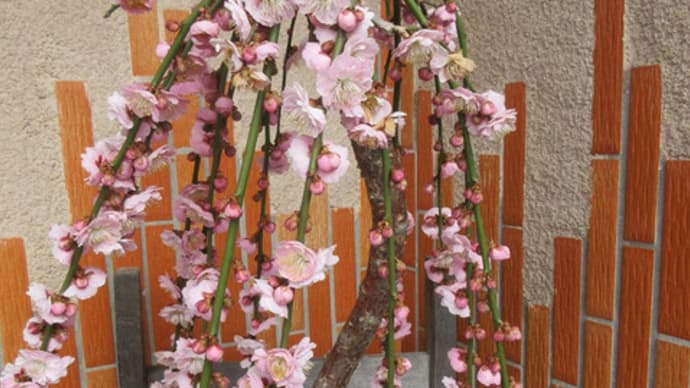 今日の花(シダレウメ)