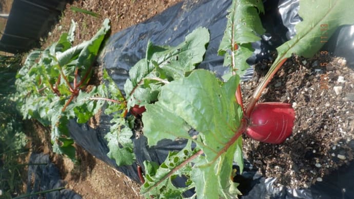 収獲野菜7種類 インゲン発芽都定植