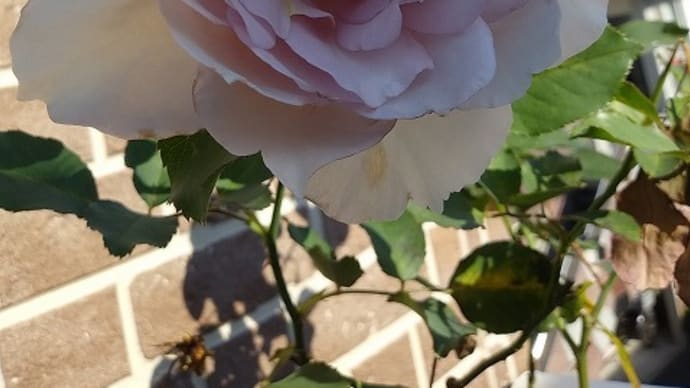 雨上がり・風雨に耐えた薔薇達&保護猫のケージを新しくしたよ