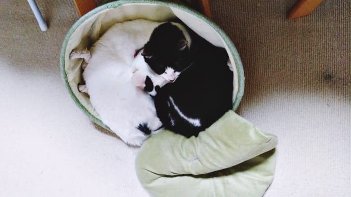 あれまー