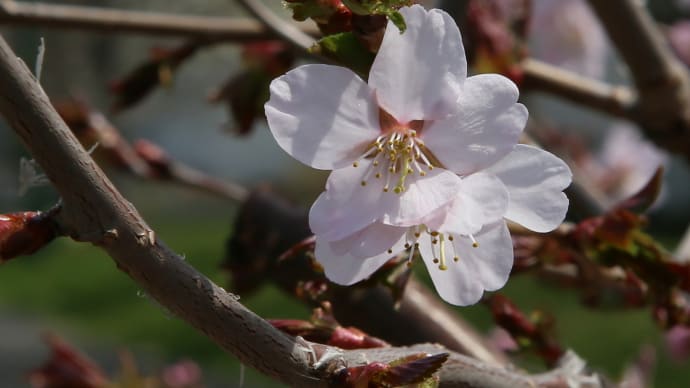 北海道の桜6-1