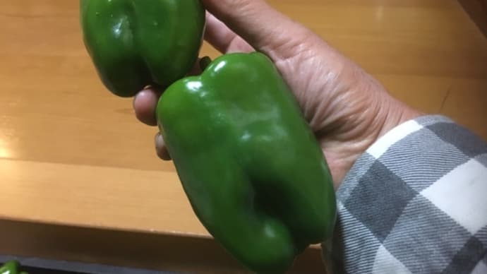 パプリカ(未完熟)を収穫しました!