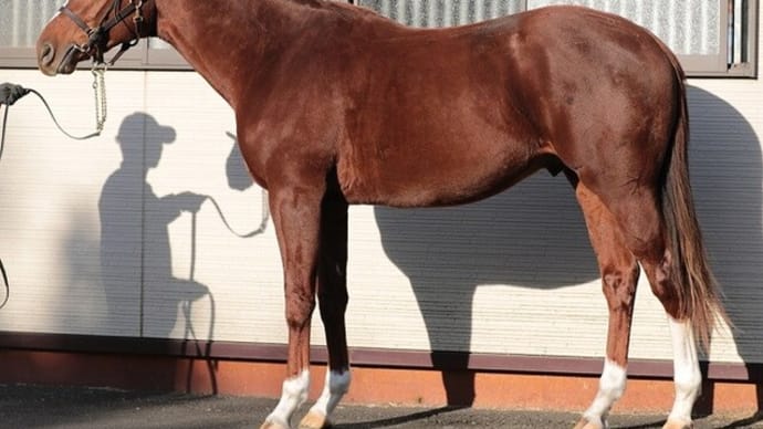 【コマンドブルックス】大型馬ゆえ小さな部分にも気を遣って