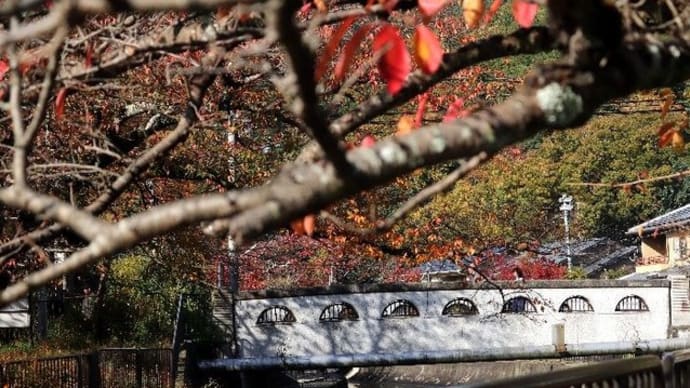 琵琶湖疏水　秋の風景　無料の紅葉スポット（2019･11･24）